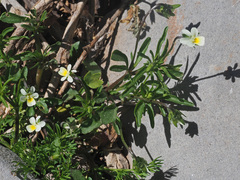 Viola fragrans