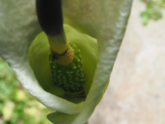 Arum idaeum