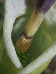 Arum idaeum