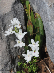 Orchis quadripunctata