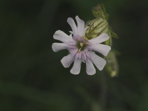 Parry's Campion (Silene parryi)