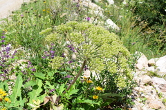 Heracleum grandiflorum