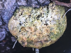 Piptoporus australiensis