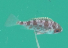 Priacanthidae