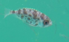 Priacanthidae