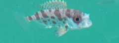 Priacanthidae