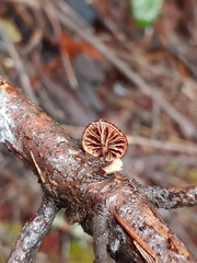 Deconica horizontalis