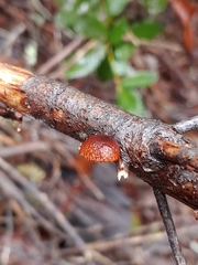 Deconica horizontalis