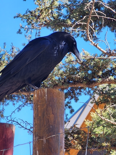 Common Raven