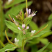 Cleome monophylla - Photo (c) Wynand Uys, algunos derechos reservados (CC BY), uploaded by Wynand Uys