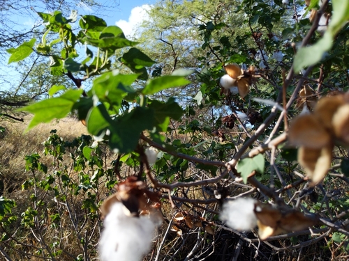 Gossypium barbadense, 2019-12-17