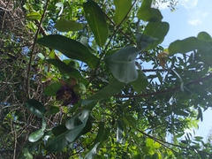 Passiflora laurifolia