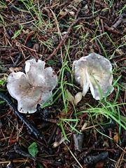 Russula grisea
