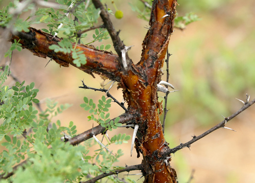 Image of Vachellia exuvialis by (c) Wynand Uys, some rights reserved (CC BY)