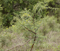 Vachellia exuvialis
