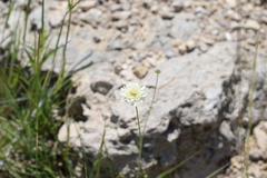 Scabiosa bipinnata