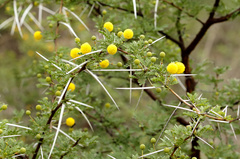 Vachellia exuvialis