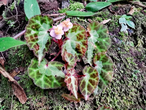 Begonia bolsteri
