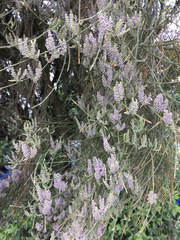 Carmichaelia muritai