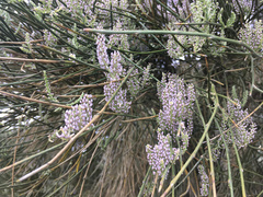 Carmichaelia muritai