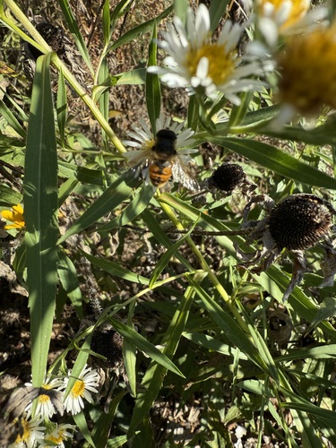 Unknown species found near Woodstock, VT 05091, USA