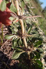 Alternanthera paronychioides