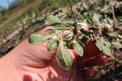 Alternanthera paronychioides