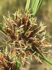 Cyperus brevis