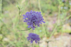 Scabiosa owerinii