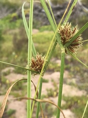 Cyperus brevis