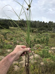 Cyperus brevis