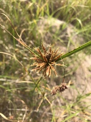 Cyperus brevis