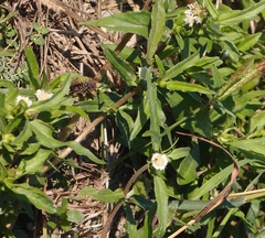 Eclipta angustata