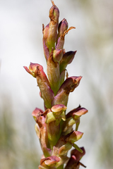 Disa reticulata