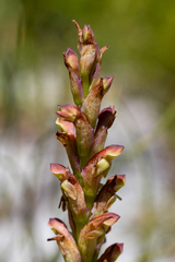 Disa reticulata