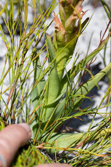 Disa reticulata