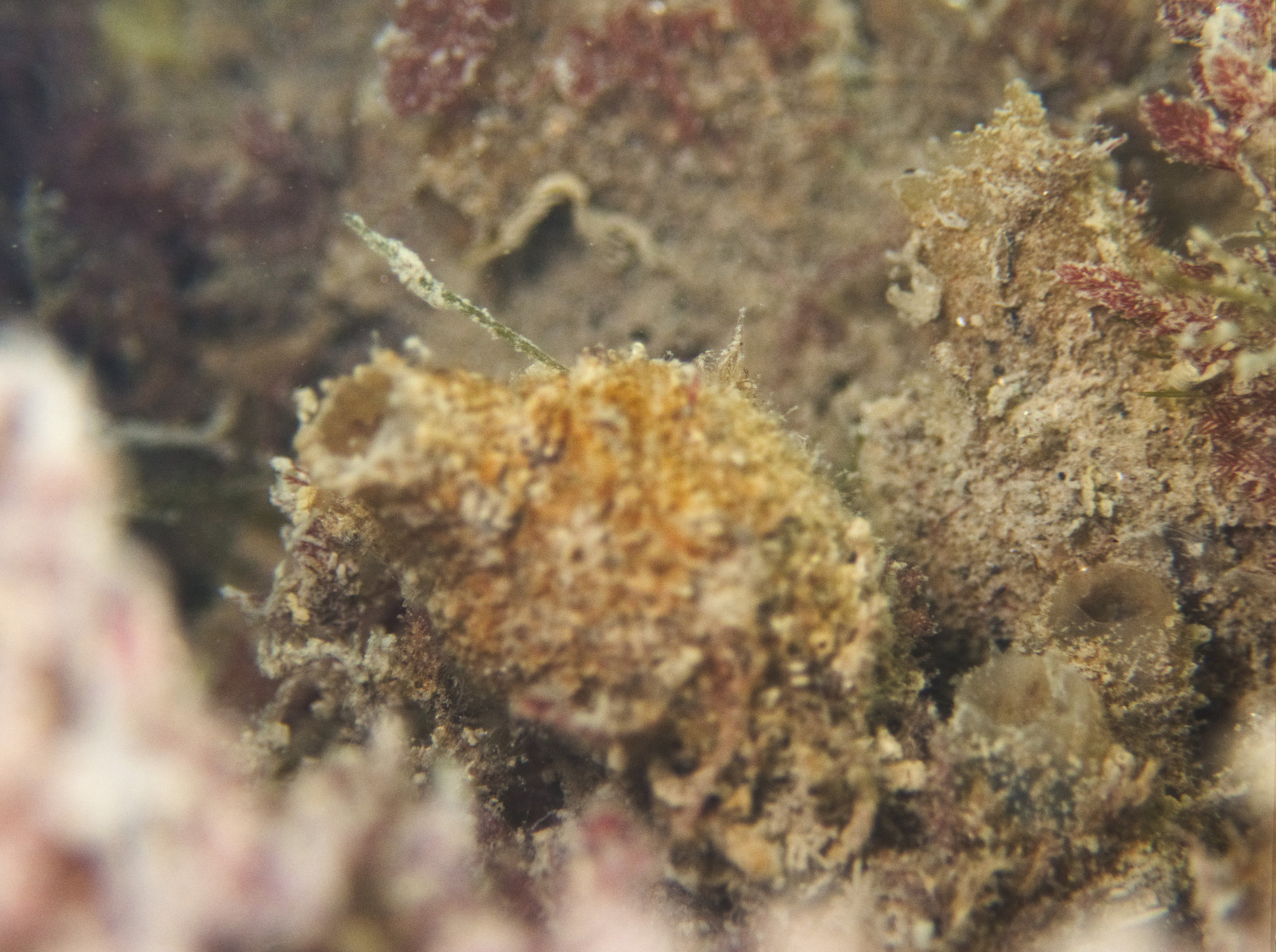 Molgula manhattensis (De Kay, 1843)