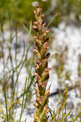 Disa reticulata