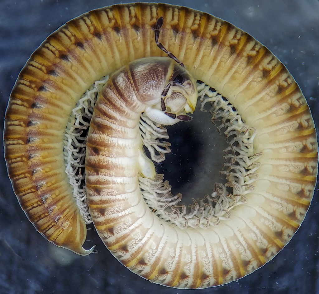 Uroblaniulus jerseyi