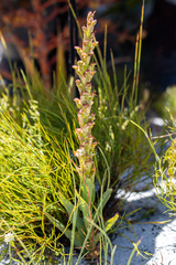Disa reticulata