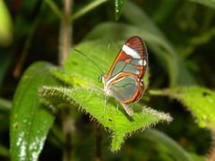 Ithomia patilla
