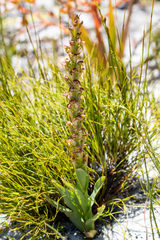 Disa reticulata