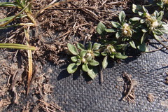 Alternanthera paronychioides