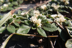 Alternanthera paronychioides