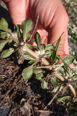 Alternanthera paronychioides