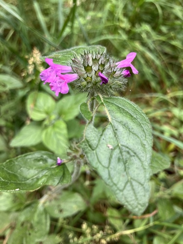 Krūminė šunmėtė