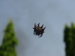 Gasteracantha curvispina