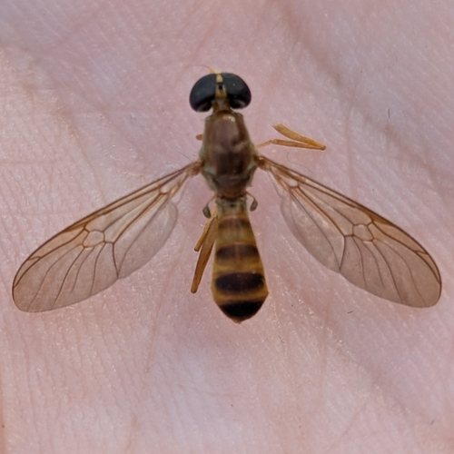Unknown species found near Ithaca, NY, USA