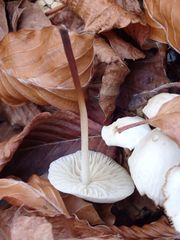 Marasmius wynneae