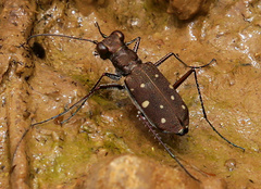 Cylindera disjuncta